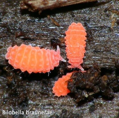 Kultura Orange Springtails - Bilobella braunerae 20+ ks