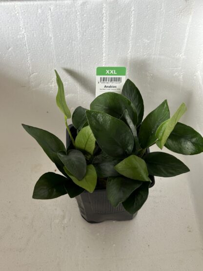 Anubias nana XXL