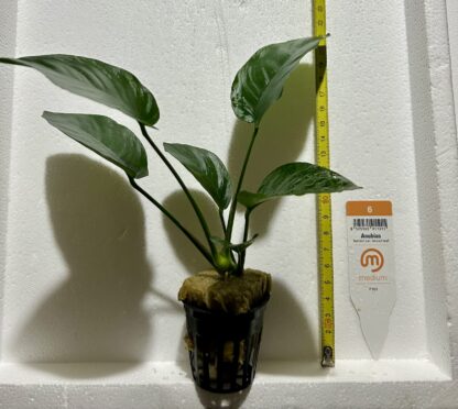 Anubias barteri var. broad leaf