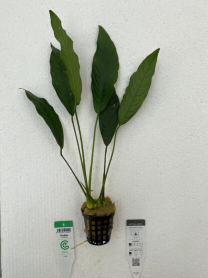 Anubias lanceolata