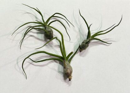 Tillandsia Bulbosa