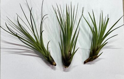 Tillandsia Melanocrater