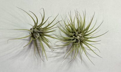 Tillandsia Ionantha Green