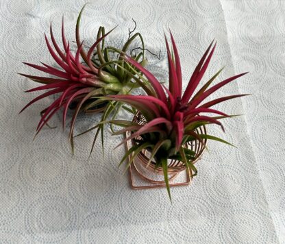 Tillandsia Ionantha Red - Image 3