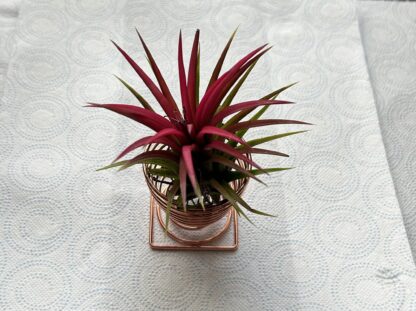 Tillandsia Ionantha Red - Image 2