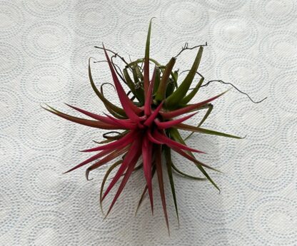 Tillandsia Ionantha Red