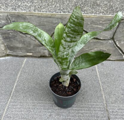 Aechmea fasciata (Echmea)