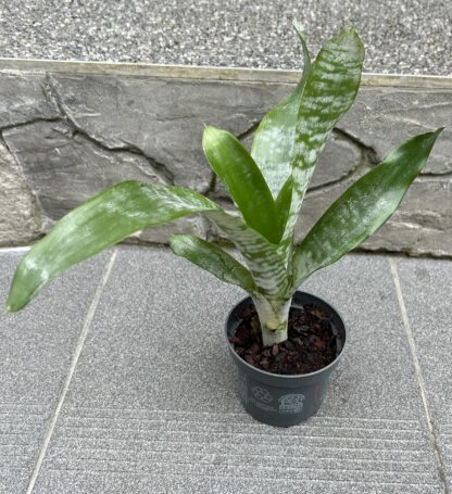 Aechmea fasciata (Echmea) - Image 3