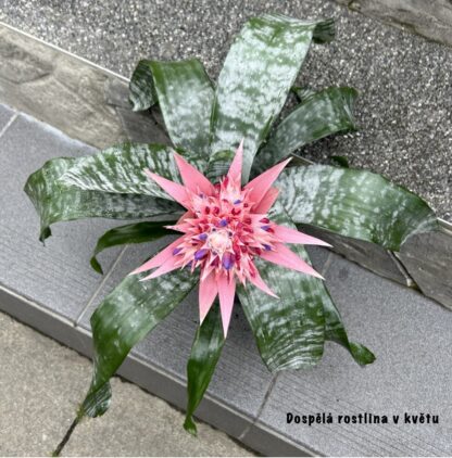 Aechmea fasciata (Echmea) - Image 6