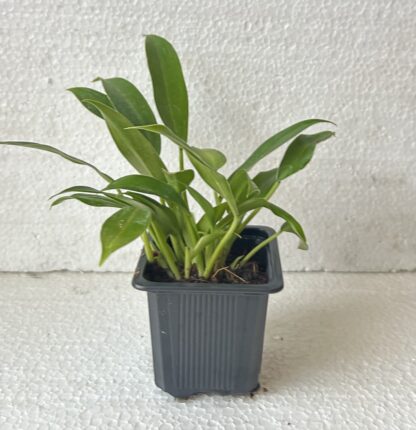 Philodendron "Little Phil" - Image 2