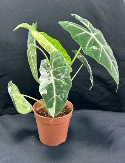 Alocasia Frydek Variegata - Image 3