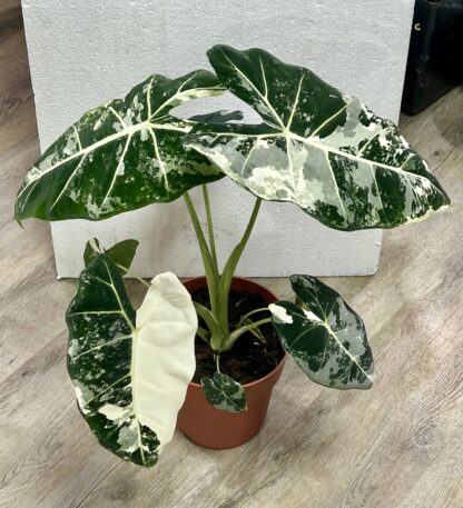 Alocasia Frydek Variegata XXL