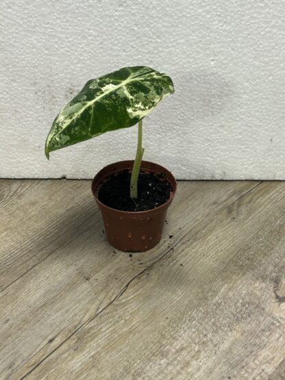 Alocasia Frydek Variegata ,,baby" - Image 2