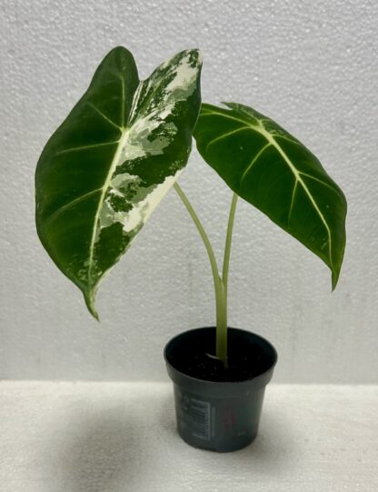 Alocasia Frydek Variegata (mladá rostlinka)