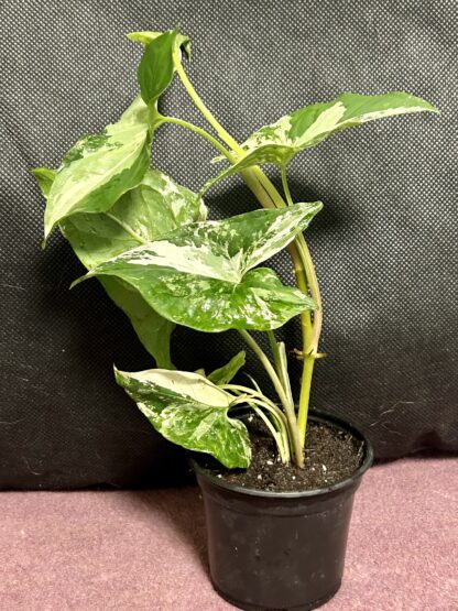 Syngonium Albo Variegata - Image 2