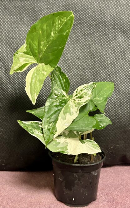 Syngonium Albo Variegata