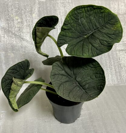 Alocasia Melo