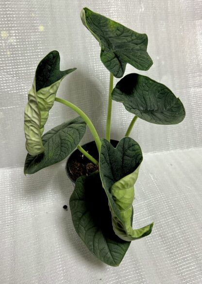 Alocasia Melo - Image 2