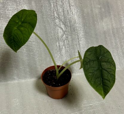 Alocasia Melo - Image 3