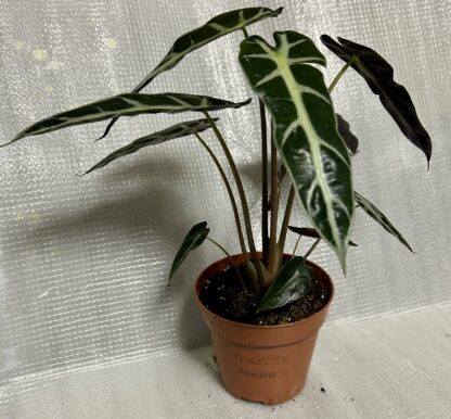 Alocasia Bambino Arrow - Image 2