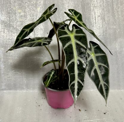 Alocasia Bambino Arrow