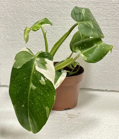 Philodendron white princess - Image 2