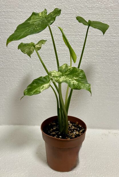 Alocasia odora - Image 2