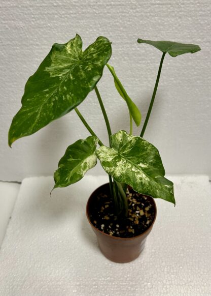 Alocasia odora